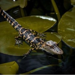 Airboat Adventures Everglades