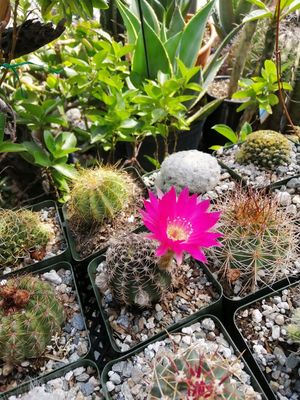 Flowering Cacti - We carry a diverse variety of succulents, cactus, and many more arid climate and water efficient
plants, that are not only good for saving water but also beautiful to update any garden, and easy to
maintain. Come visit us today! Flowering Cacti - We carry a diverse variety of succulents, cactus, and many more arid climate and water efficient
plants, that are not only good for saving water but also beautiful to update any garden, and easy to
maintain. Come visit us today!