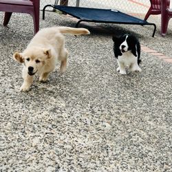 Bad to the Bone Board and Train - Board and Train clients Gracie Mae & Salem having a blast socializing , having a great play break !