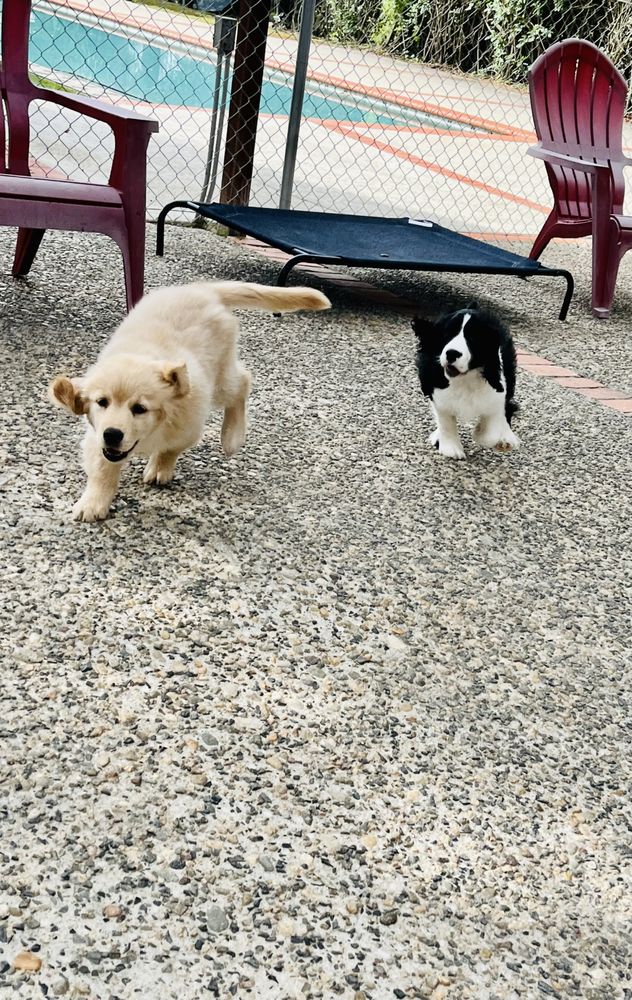 Bad to the Bone Board and Train - pet boarding facility in San Marcos, CA