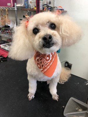 gloria's dog beauty salon