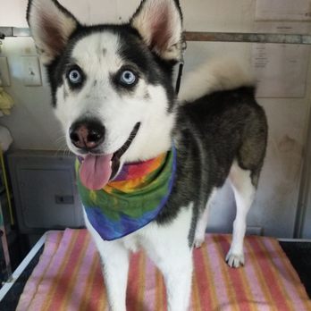 Just Wash - My good boy - Pet Groomers Near Me Just Wash - My good boy - Pet Groomers Near Me