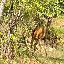 Alder Lake Park - A friendly deer grazing at one of the camp sites.