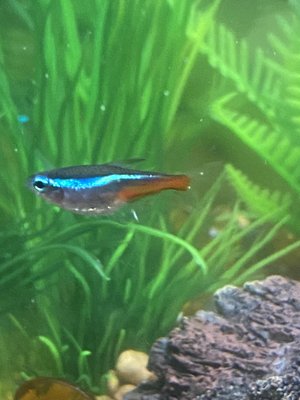 Three Little Fish by null