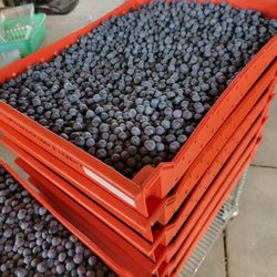 Julie's Organic Blueberry Upick