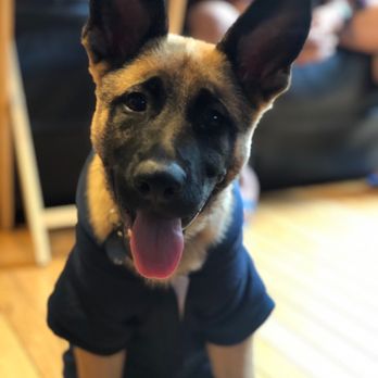 DC Dog Wizard - Pet Training Near Me - Washington, DC, District of Columbia