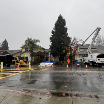 G Garcia Tree Service - Tree Services Near Me - Santa Rosa, California G Garcia Tree Service - Tree Services Near Me - Santa Rosa, California