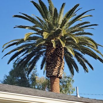 Environmental Green Tree Care - After - Tree Services Near Me