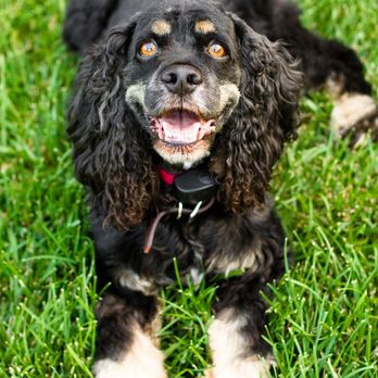 DogWatch - Standard R9 receiver collar on a smaller dog. - Pet Training Near Me