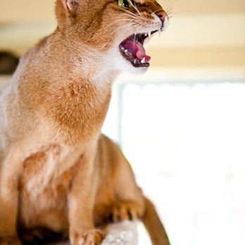 Asia Exotics - Pet Training Near Me Asia Exotics - Pet Training Near Me