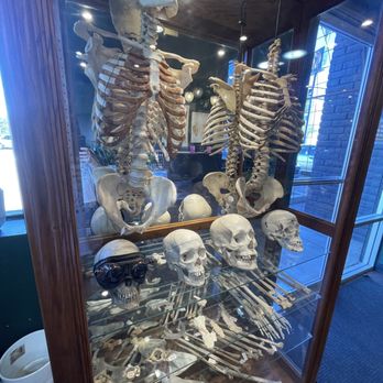Curious Nature - Human bones! Yes they are real - Antiques Near Me - Phoenix, Arizona