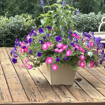 Wojo's Greenhouse - I got this amazing flower from WOJO's in May! It's absolutely beautiful! - Nurseries & Gardening Near Me - Ortonville, Michigan Wojo's Greenhouse - I got this amazing flower from WOJO's in May! It's absolutely beautiful! - Nurseries & Gardening Near Me - Ortonville, Michigan