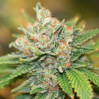 All Greens Clinic - Cannabis Clinics Near Me - Sun City, Arizona All Greens Clinic - Cannabis Clinics Near Me - Sun City, Arizona