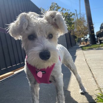 Spoiled Pooch - Dog Walkers Near Me - Los Angeles, California Spoiled Pooch - Dog Walkers Near Me - Los Angeles, California