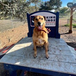 Barking Springs Dog Ranch