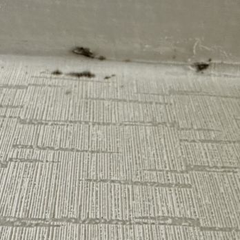 Lotus Honolulu at Diamond Head - Black mold - Hotels Near Me - Honolulu, Hawaii