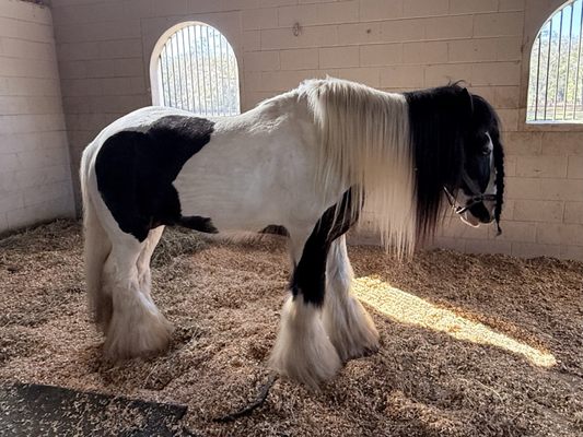 Gypsy Gold Horse Farm by null