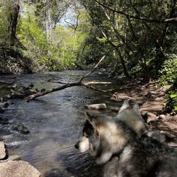 Auzzy The Bear - Great shady trail nearby for my puppies!