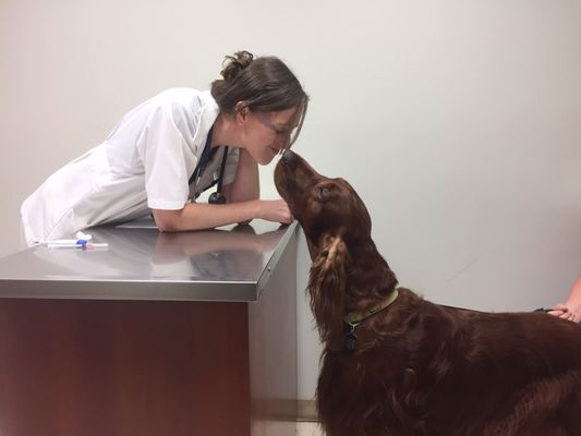 Jonesborough Animal Hospital 1398 W Jackson Blvd Jonesborough Tn Animal Hospitals Mapquest