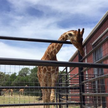 Natural Bridge Caverns - Giraffe - Tours Near Me - San Antonio, Texas Natural Bridge Caverns - Giraffe - Tours Near Me - San Antonio, Texas
