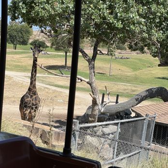 Africa Tram - Zoos Near Me - Escondido, California