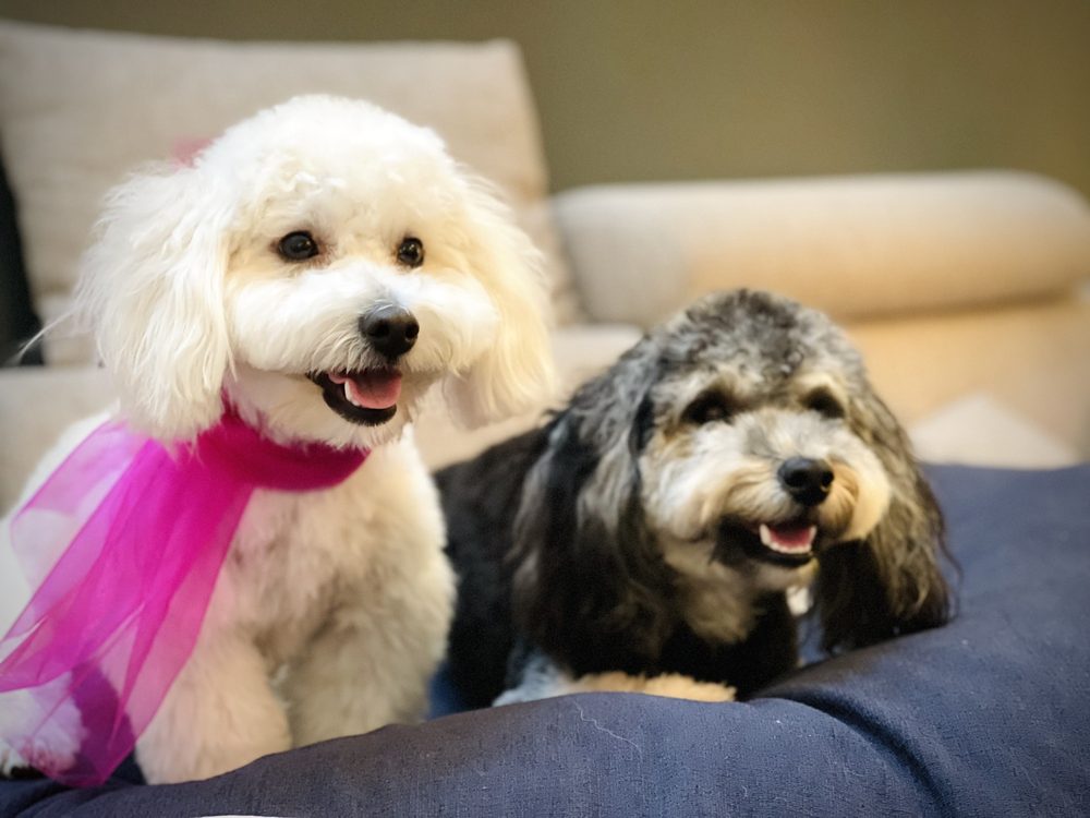 UNDER ONE WOOF 94 Photos & 201 Reviews Pet Groomers 1701 ster