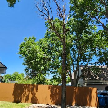 Almaraz Tree Services - Before - Tree Services Near Me - Garland, Texas