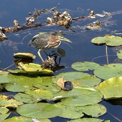 Lakeshore Park - A camouflaged bird!