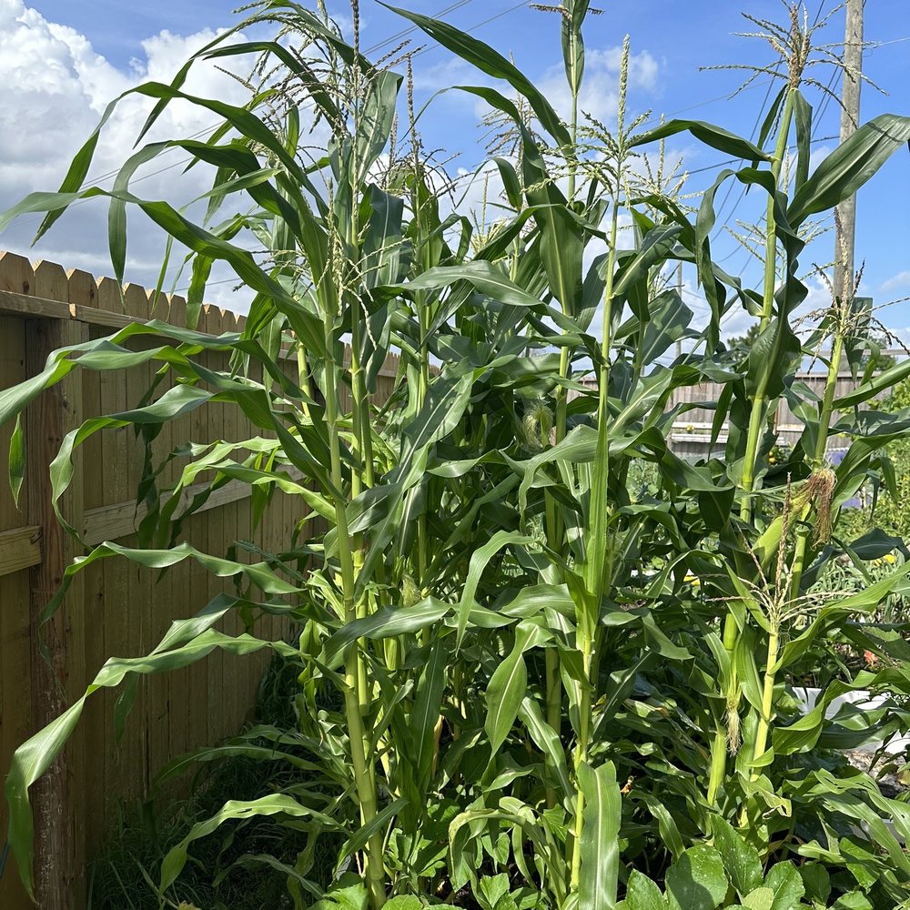 Serrano Landscape Supply Group - corn growing in a garden - Landscaping Near Me - Pearland, Texas