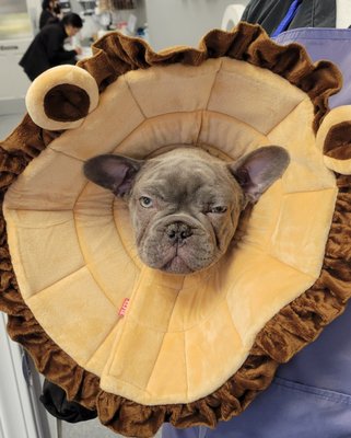 Lawndale Pet Hospital by null