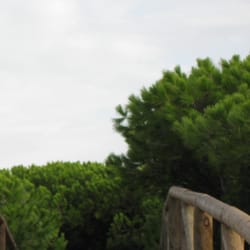 Pinares de Rota - El sendero de madera desaparece entre los pinos