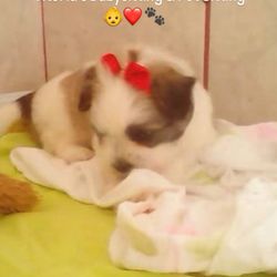 Furry Friends Pet Sitting & Dog Walking - Friendly dog available for pet sitting services