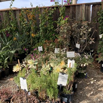 Capitol Wholesale Nursery - Nurseries & Gardening Near Me - San Jose, California