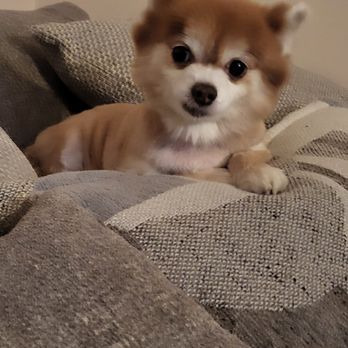 Brooklyn Veterinary Group - My sweet baby girl saying good morning - Veterinarians Near Me - Brooklyn, New York