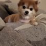 Photo of Brooklyn Veterinary Group
