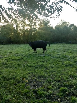 Shaker Heritage Society by null