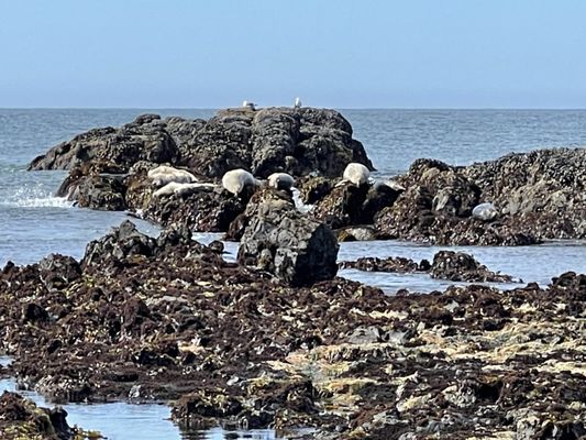 Yaquina Head Outstanding Natural Area by null