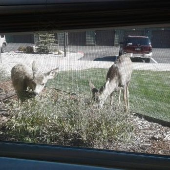 Trail Ridge at Woodland Park Apartments - Outside my apartment window - Apartments Near Me - Woodland Park, Colorado Trail Ridge at Woodland Park Apartments - Outside my apartment window - Apartments Near Me - Woodland Park, Colorado