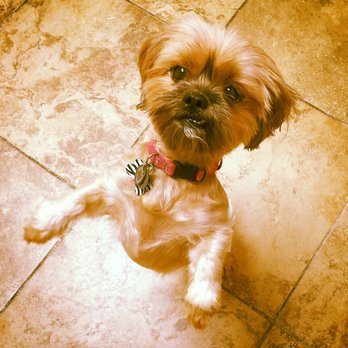 Petfriender - Emma is bi-pedal! We're telling you, our clients have skills!!! - Pet Sitting Near Me Petfriender - Emma is bi-pedal! We're telling you, our clients have skills!!! - Pet Sitting Near Me
