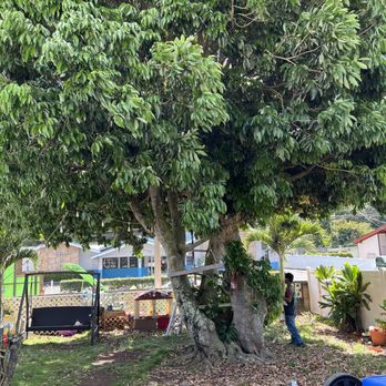 MonkeyMan Tree Care - Tree Services Near Me - Aiea, Hawaii MonkeyMan Tree Care - Tree Services Near Me - Aiea, Hawaii