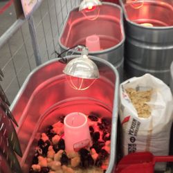 Tractor Supply - Chicks for sale in the spring months- not for Easter gifts guys, don't do it!!