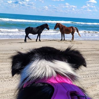 Beach4x4 - Jeep Rentals OBX - Car Rental Near Me - Kill Devil Hills, North Carolina