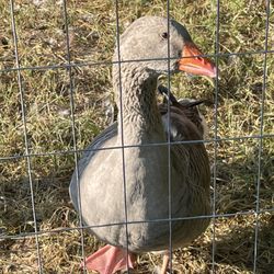 Hartland Farm - Pet the animals.