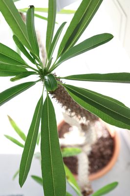 The ZEN Succulent by null