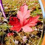 Fall Harvest Festival