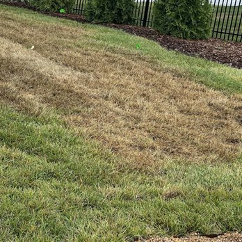 Milosi Landscaping - More dead grass - Landscaping Near Me - Hendersonville, Tennessee