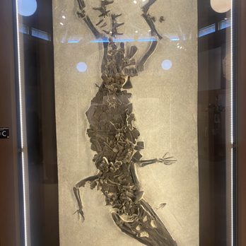 Fossil Butte National Monument - Alligator - Museums Near Me - Kemmerer, Wyoming