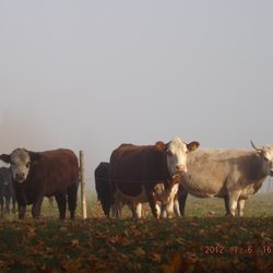 Gordon Family Farm and Sawmill - Cows
