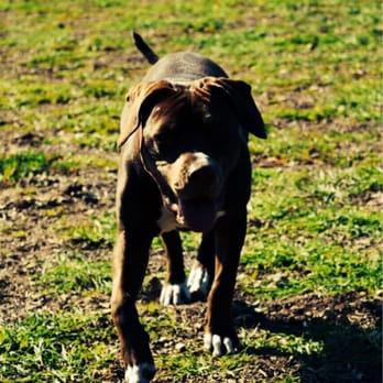 Paws Parks - Ava's having fun, but would have much more fun if there were other dogs here! - Dog Parks Near Me - Buellton, California Paws Parks - Ava's having fun, but would have much more fun if there were other dogs here! - Dog Parks Near Me - Buellton, California