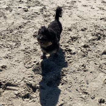 East End Beach - Happy dog - Beaches Near Me - Portland, Maine East End Beach - Happy dog - Beaches Near Me - Portland, Maine